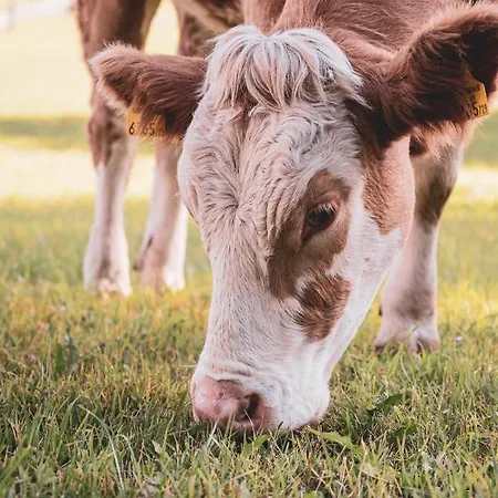 Bio Feistererhof - Charmant Naturlich Seit 1448 Hotel