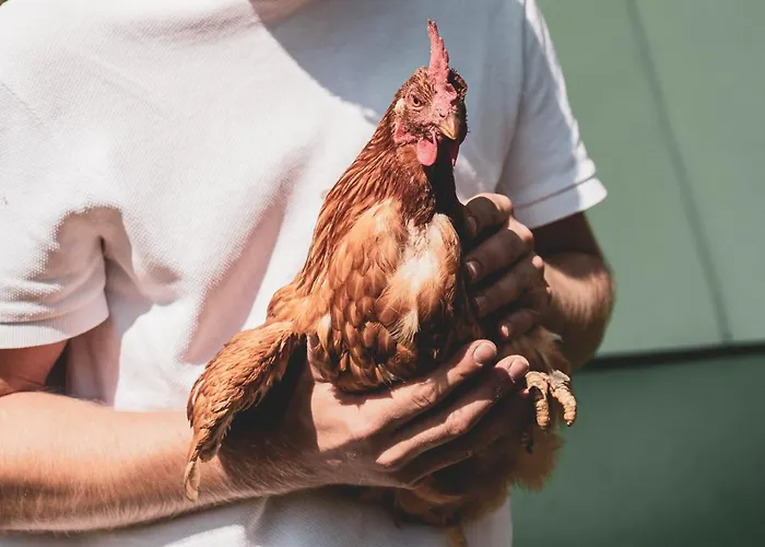 Hotel Bio Feistererhof - Charmant Naturlich Seit 1448 Ramsau am Dachstein