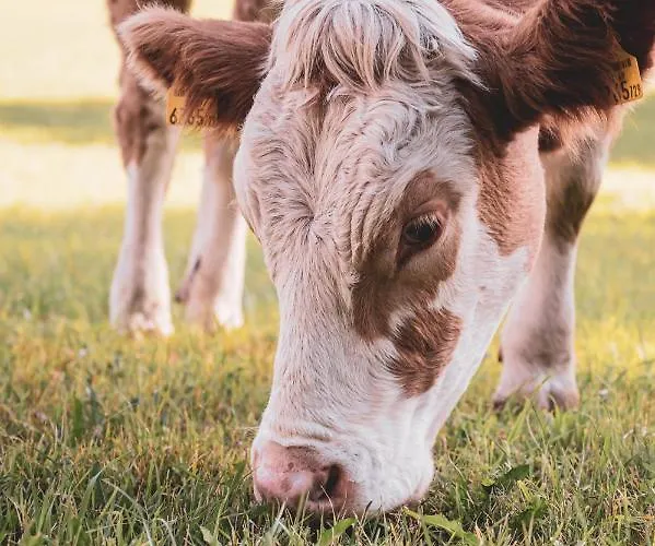 Bio Feistererhof - Charmant Naturlich Seit 1448 Hotel