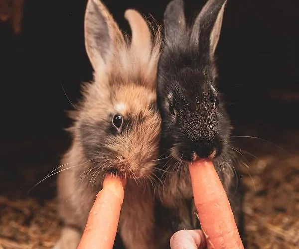 Hotel Bio Feistererhof - Charmant Naturlich Seit 1448